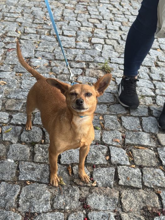 Tenho pincher para quem quiser adotar