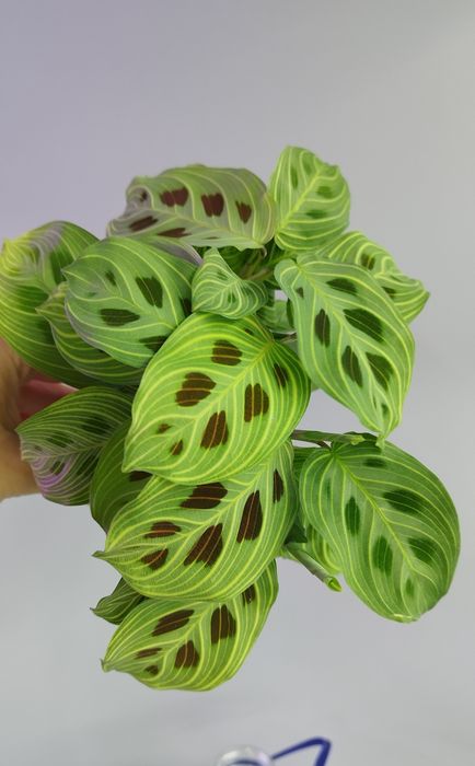 Maranta Light Veins, маранта