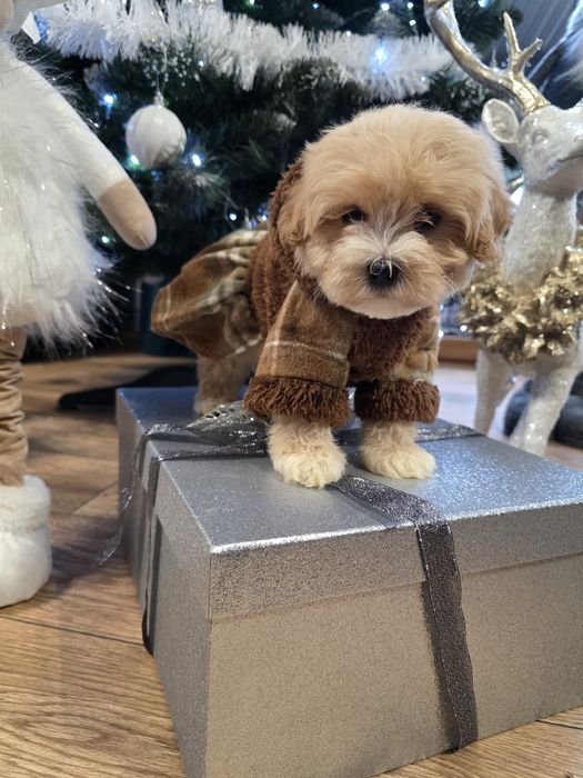 Maltipoo maleńka urocza sunieczka po mini rodzicach.