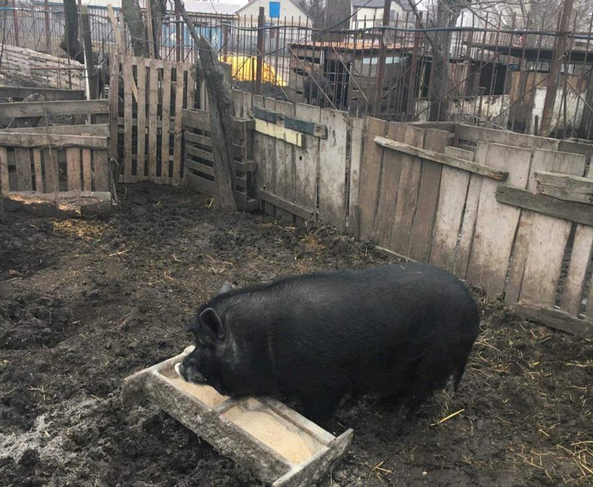 Продам Або обмін на зернові ,'кнур  Петро чистокровний в'єтнамець