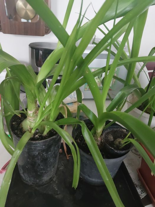 Китайский (Индийский) лук.