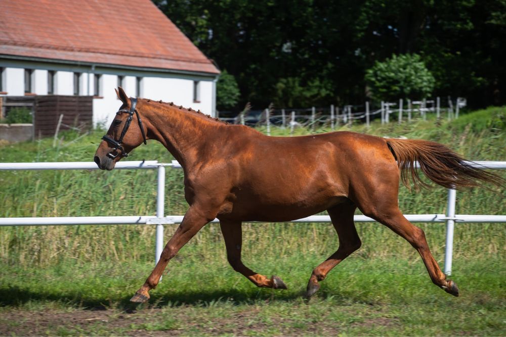 Klacz kasztanka