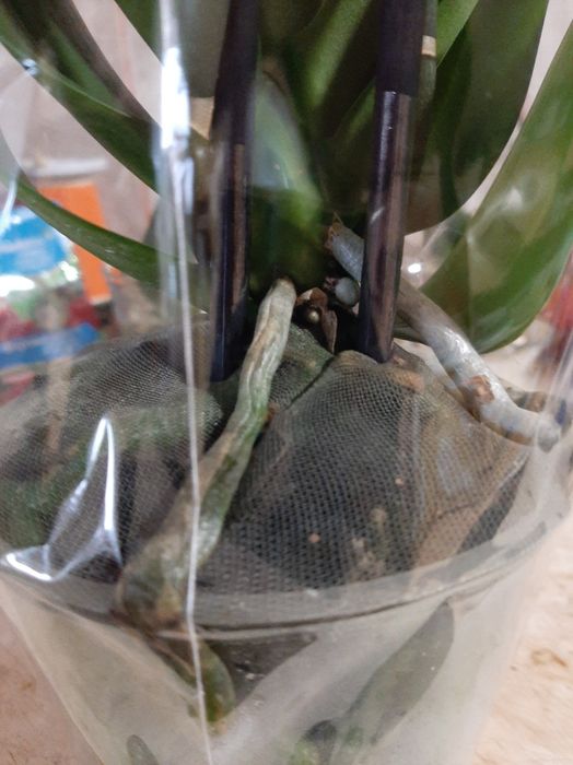 Орхідеї  подарункові