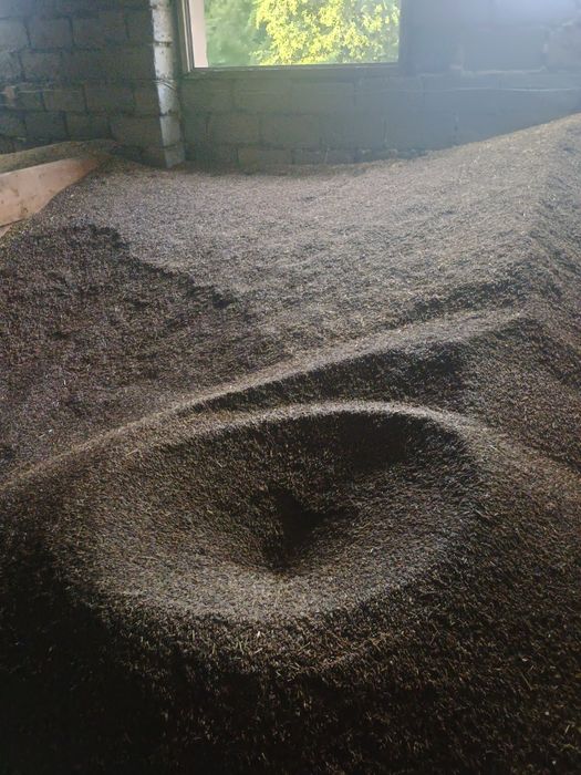 Sprzedam owies czarny