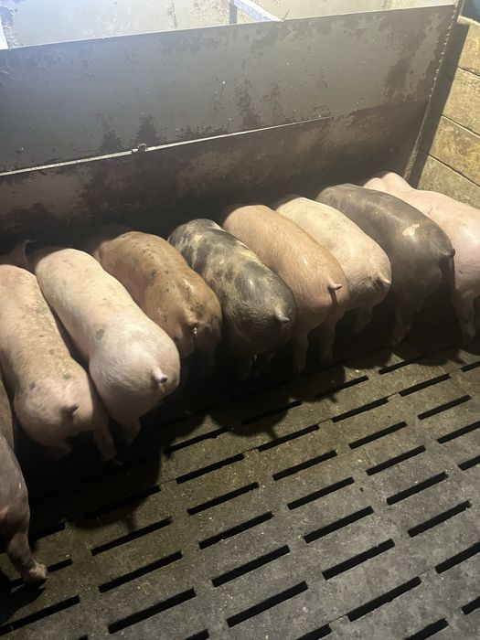 Продам просята 20-23 кг