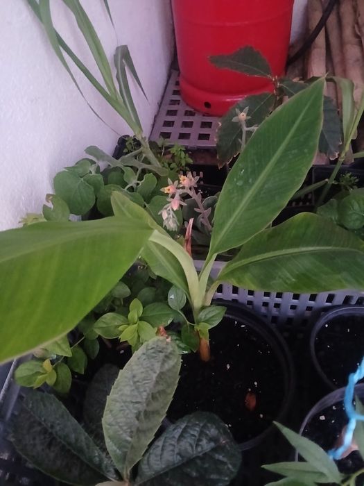 Bananeira da Madeira, costuma dar bananas uma duas vezes por ano.