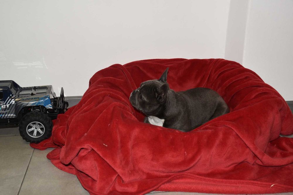 Buldog francuski szczenię blue - PEPPA 4 miesiące aktualna