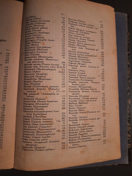 Erazm Majewski Doktor Muchołapski