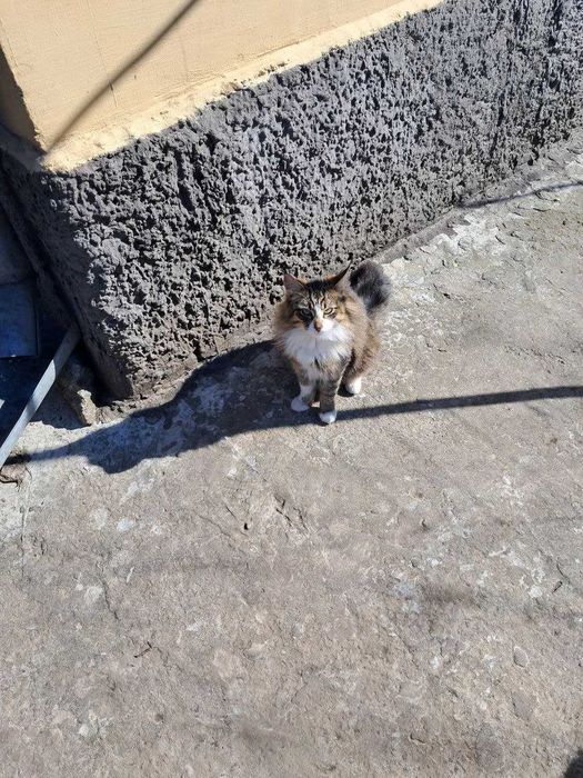 Віддам котів, у дбайливу сім'ю