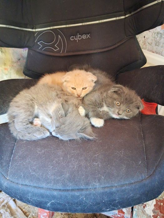 Продамо Кошенята британці луцьк