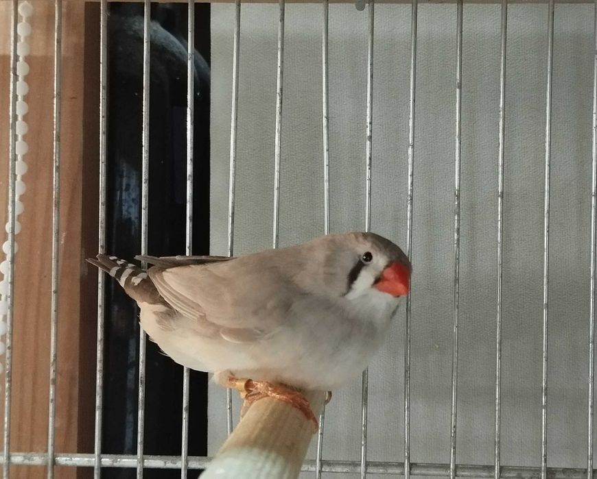 Zeberki pary - rudolice