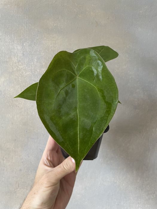 Anthurium forgetii dark (zero srebra) anturium kolekcjonerskie