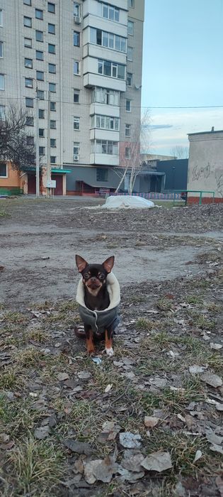 В'язка Чихуахуа міні