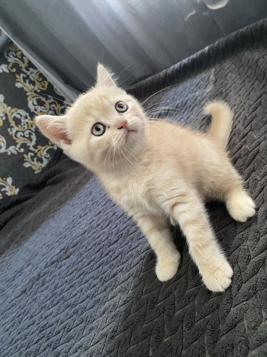 Продам британське кошеня