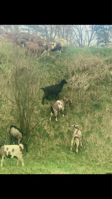 Породам кози Альпійської породи