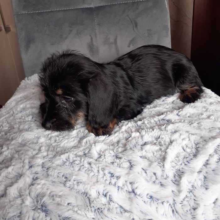 Jamnik szorstkowłosy sunia 9 tyg