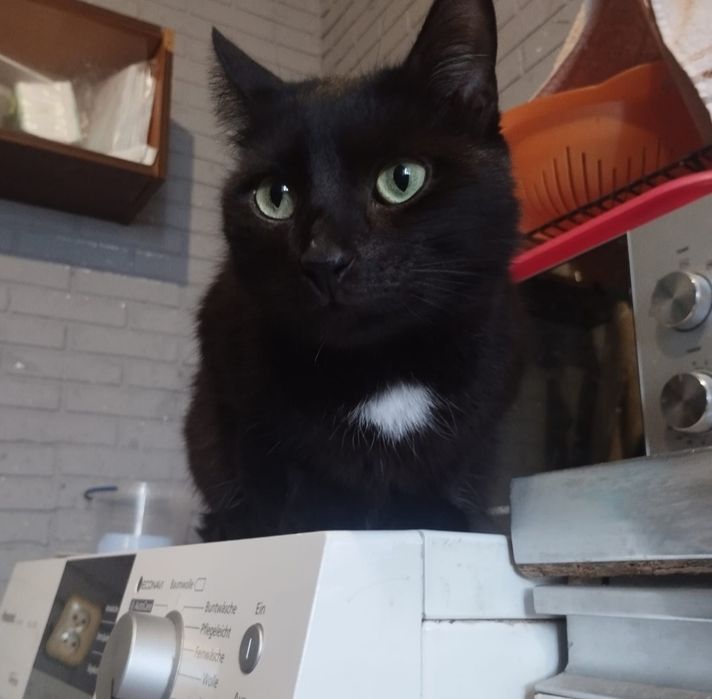 Отдам даром в добрые руки черного котика
