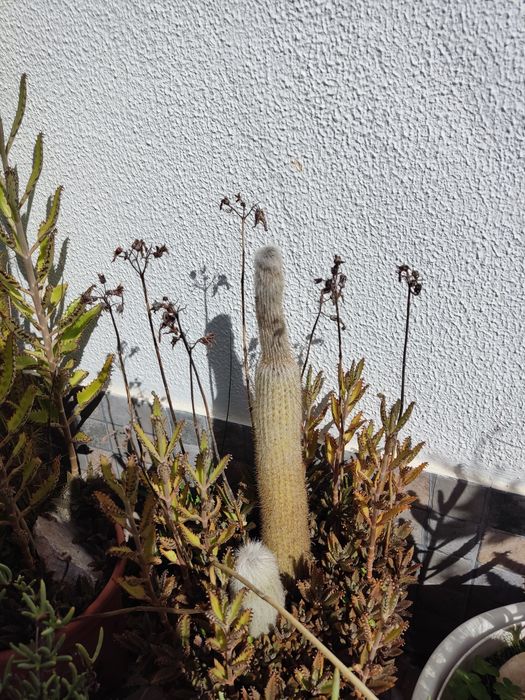 Seleção de plantas e cactos