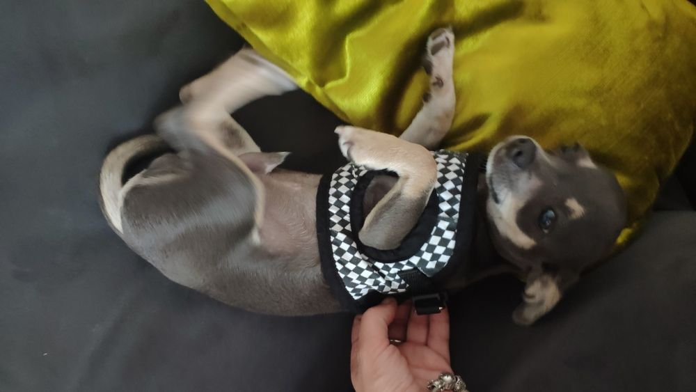 Szelki XS chaba dla małego pieska biało czarne