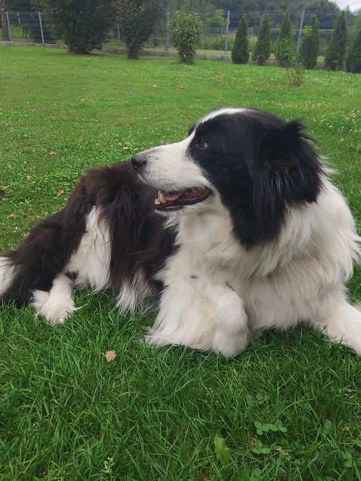 Pies Oddam BOLDER collie