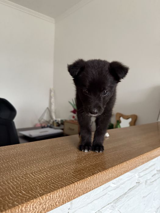 Собака шукає дім Надвірна