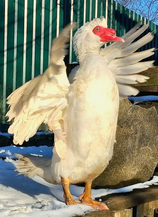 Мускусні індокачури та індокачечки німецької лінії