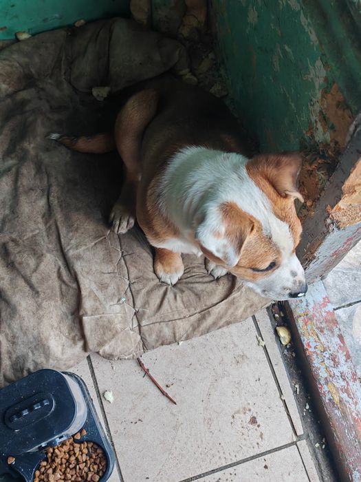 Oddam suczke mieszaniec amstaffa