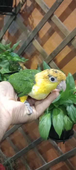 Marianinha cabeça canela ( macho)