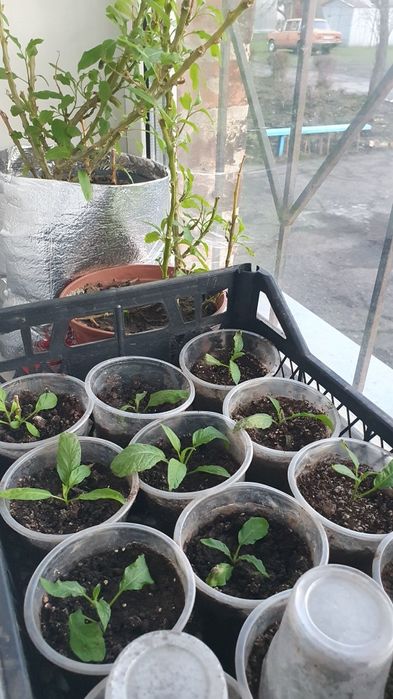 Продаю саженцы  ПЕПИНО . Гранат,киви,инжир.