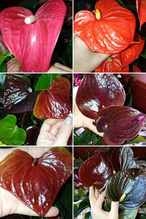 Антуріуми -символ кохання.Та інші декоративно -листяні кімнатні квіти