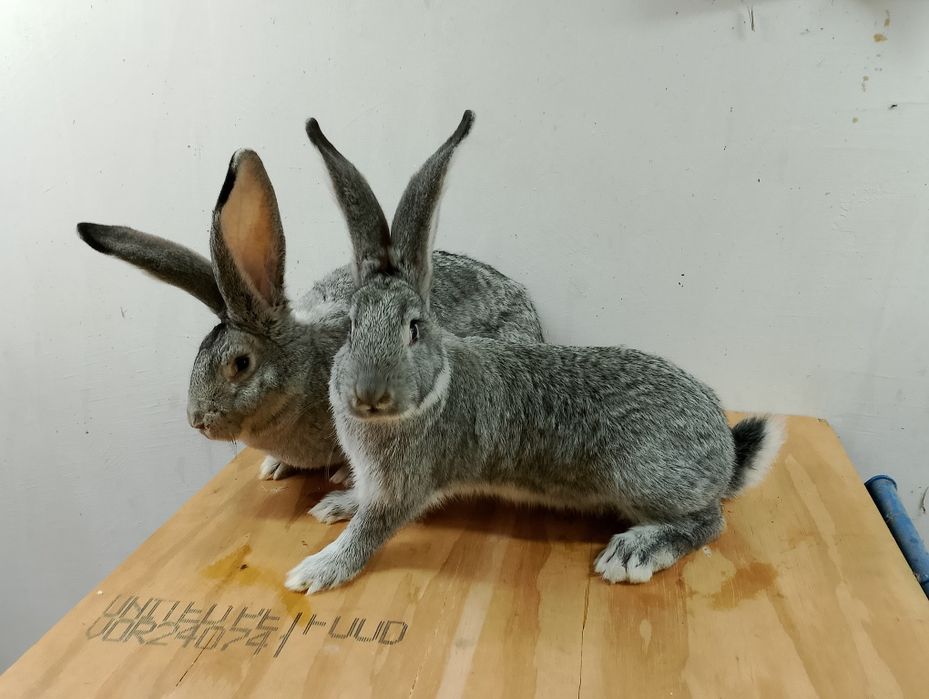 Króliki na ubój , tuszka z królika