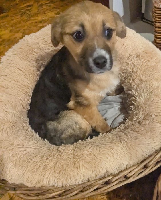 Цуценя у добрі руки