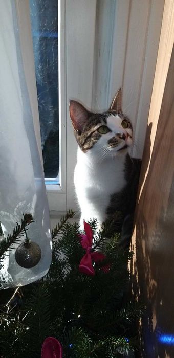 Fantastyczna, proludzka i kontaktowa Sysia, która ma 1,5 roku