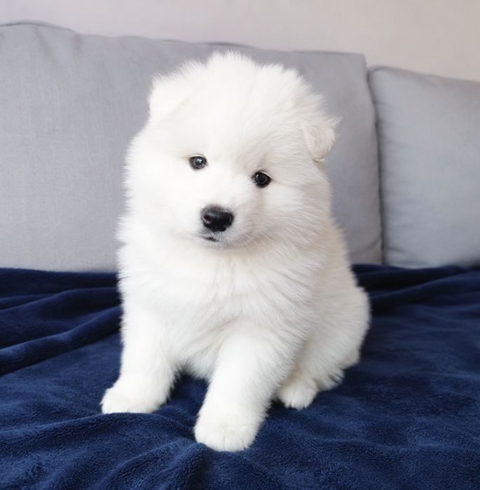 Samoyed szczeniak