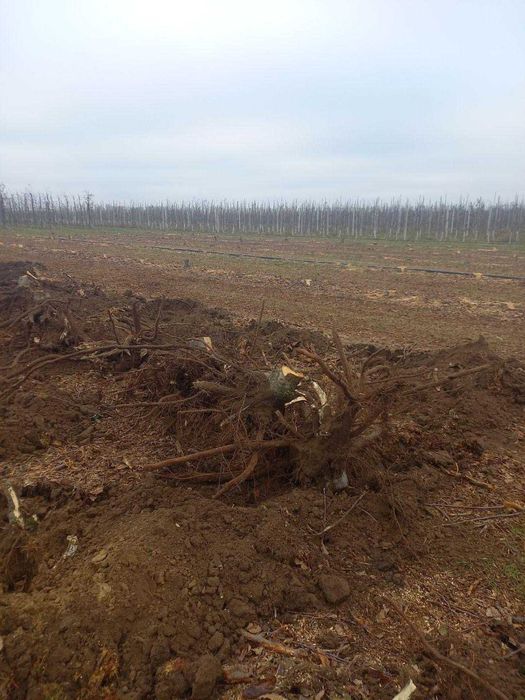 Usługi koparko-ładowarką. Roboty ziemne. Wyrywanie drzew.