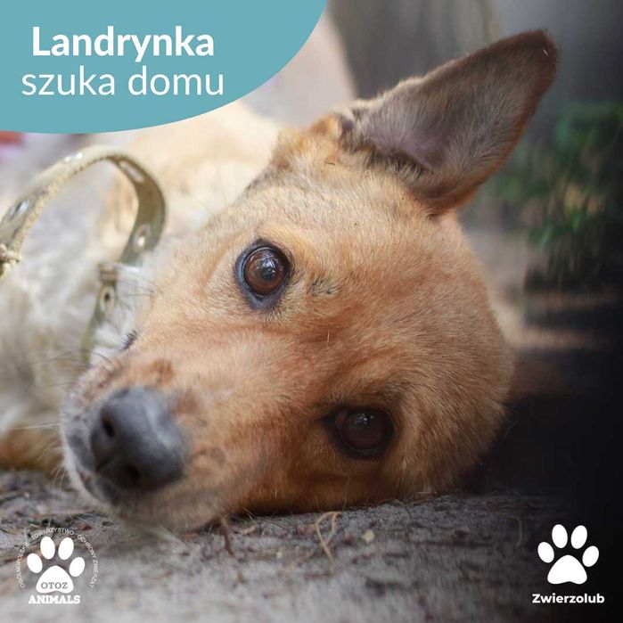 Urocza, mała Landrynka do adopcji!
