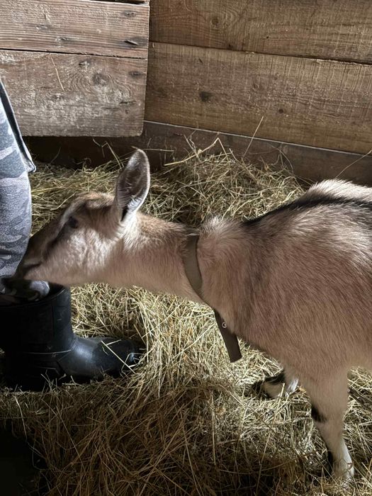 Sprzedam kozę 350zł