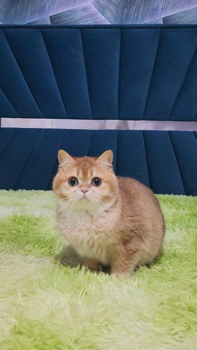 Шотландський хлопчик золота шиншила