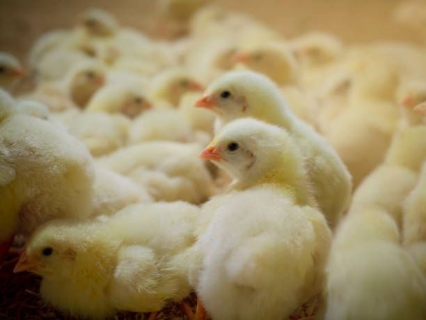 Курчата Циплята Цыплята ДОБОВА Несушка Кури Півники Петушки Петухи