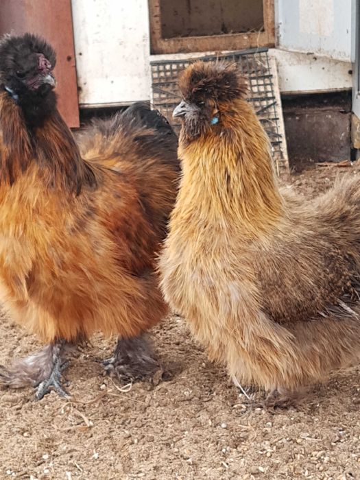 Kury serebrytki ozdobne