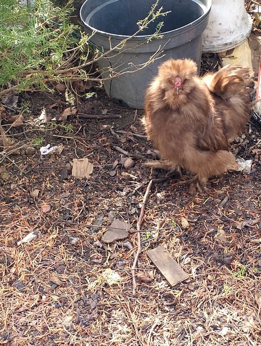 Silka kogut 2025 USA