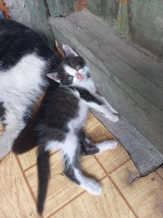 Котята. Кошенята