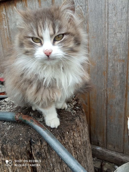 Анфіса безкоштовно