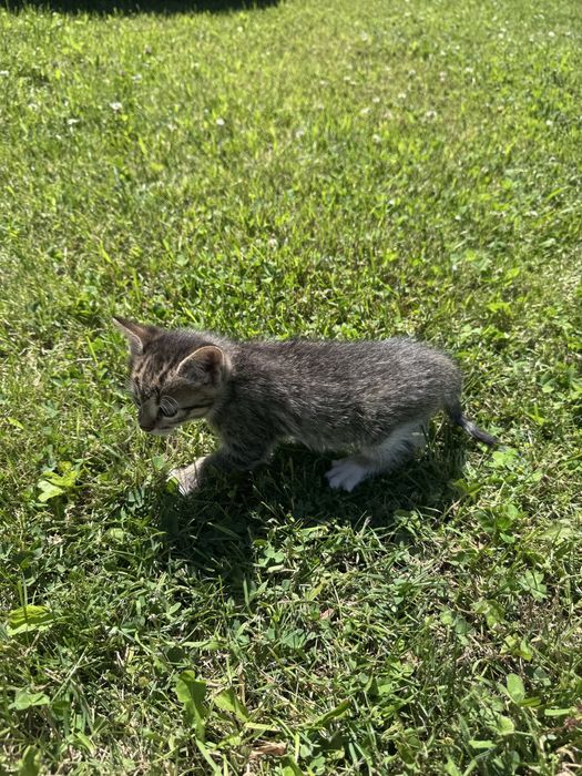 Отдам котят в добрые руки