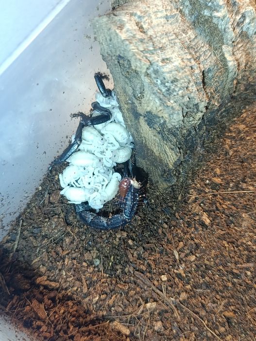 Skorpion javanimetrus cyaneus l3