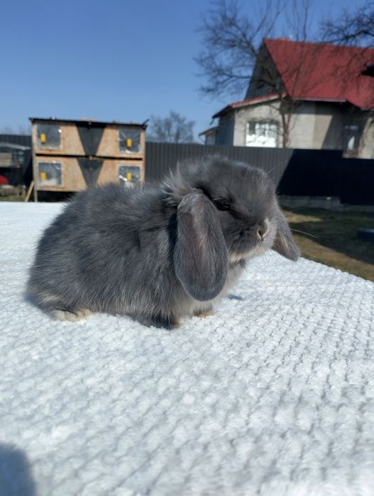 Декоративні кролики