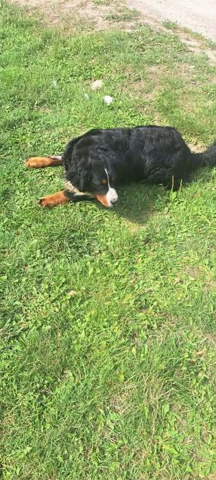 Berneński pies pasterski suczka