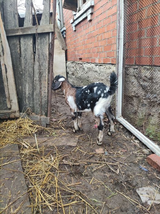 Англо-нубійський козлик