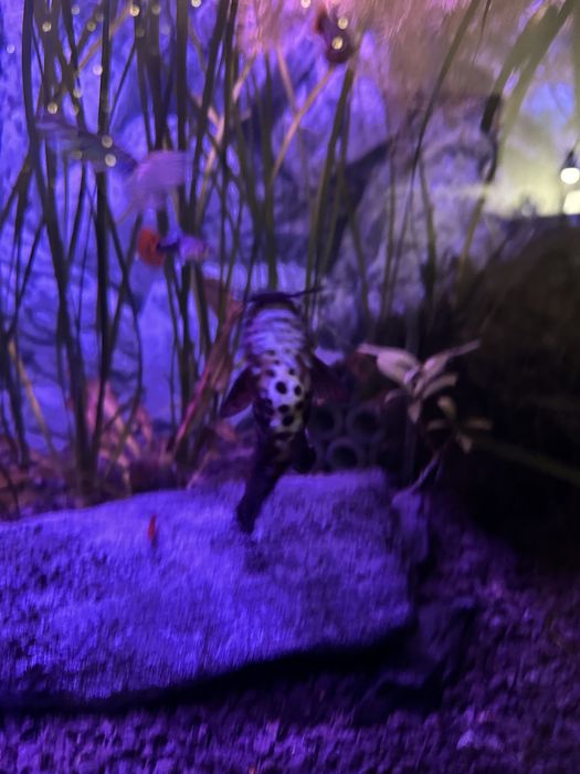 Kiryśnik czarnoplamy 2 szt.