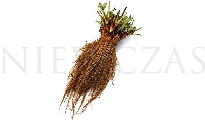 SADZONKI TRUSKAWEK – SILNE, ZDROWE, Licencjonowane od Niewczas Szkółka